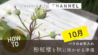 【ガーデニング】バラ（粉粧楼）を秋に咲かせるためのお手入れ・10月