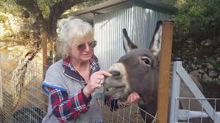 Setting up a donkey farm in rural Greece