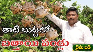 బత్తాయి (చీని) పండ్లకు తాటి బుట్టలు | Mosambi Fruit Pack | తెలుగు రైతు బడి