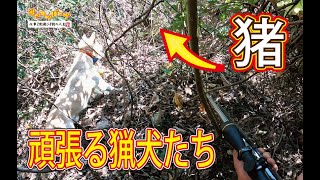 【猪猟】頑張る猟犬たち(閲覧注意）