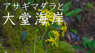 【自然散策】アサギマダラと大堂海岸　2024年11月10、11日（高知県）