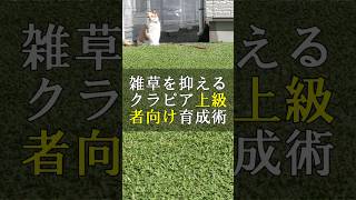 美しく雑草を抑えるクラピア上級者向け育成術 #Shorts