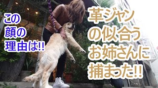 革ジャンがキマってるお姉さんに捕まっちゃった！ゴールデンレトリバーの子犬ティト。