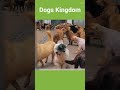 Dogs Kingdomمملكة الكلاب - Nature Topics