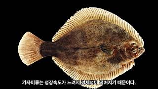 Flatfish are farmed but flounder is not farmed?