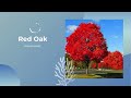 How to plant a Red oak tree