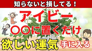 アイビーをココに置くだけ！欲しい運気が手に入る【風水アドバイザーがご紹介】