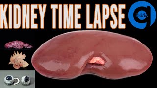 Kidney Time Lapse - Rotting Time Lapse