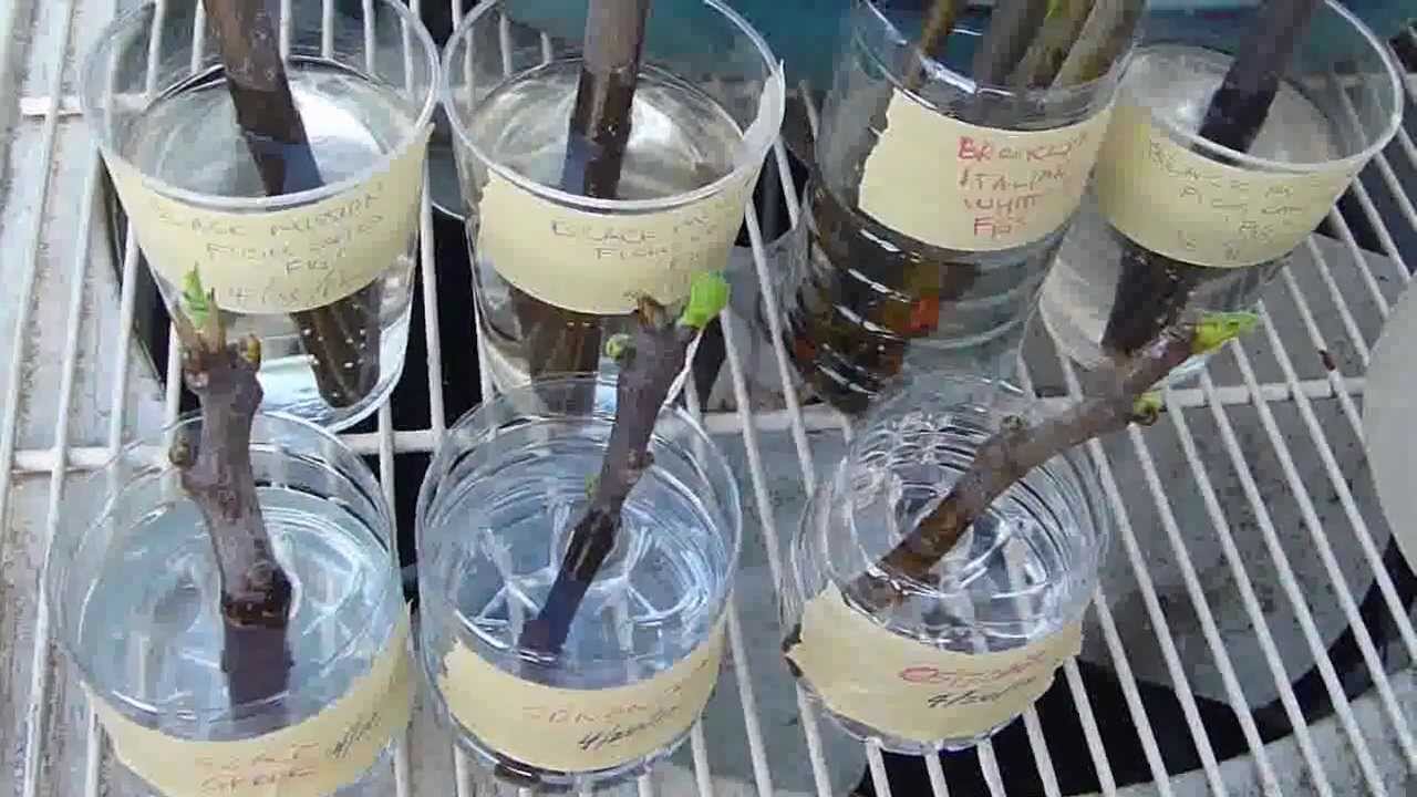 Propagating Fig Cuttings