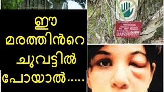 ഈ മരത്തിൻറെ ചുവട്ടിൽ പോയാൽ മരണം Most dangerous tree | Manchineel Tree Malayalam | One More Info