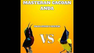 MASTERAN TERBAIK KONIN VS SOGON | SUARA JERNIH & BERJEDA