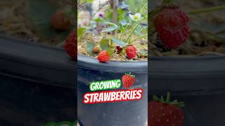 Growing Strawberries ~One Arizona Garden