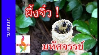 ชันโรง ผึ้งจิ๋ว มหัศจรรย์!! ช่วยผสมเกสรติดผลดี | เกษตรกรชาวบ้าน