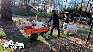 お出かけ前はソワソワ嬉しそうなルンルンとアランです　Great Pyrenees　グレートピレニーズ