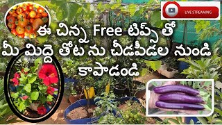 మిద్దె తోట కోసం Free గా  చక్కటి చిట్కాలు