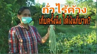 ปลูกถั่วไร้ค้าง บนพื้นที่60ตรม.เก็บครั้งนึง ได้เงินกี่บาท?