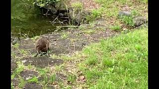 山田池公園で出会ったヌートリア