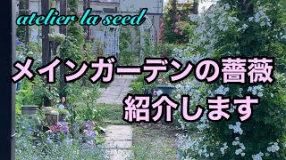 【薔薇】ローズガーデン　メインガーデンの紹介