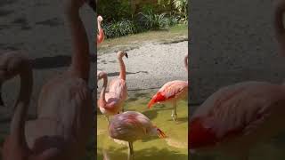 Chilean Flamingo #chileanflamingo