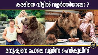 Hercules The Human Bear |  ഹെർകുലീസ്,  ലോകമെങ്ങും ആരാധകരുള്ള, ഹോളിവുഡ് സിനിമകളിൽ അഭിനയിച്ച ജീവി..