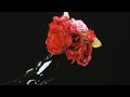 In Your Name - Vana (Lyrics)