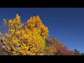 紅葉の上田城跡公園2014・4k撮影