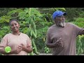 Visit to a Pawpaw  Papaya Farm in Trinidad & Tobago