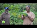 Visit to a Pawpaw  Papaya Farm in Trinidad & Tobago