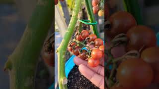 Cherry tomatoes - Couple days after  #tomato #shorts