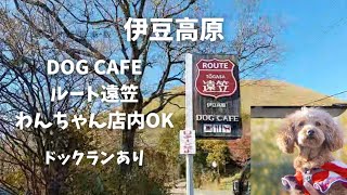 【犬連れ♡伊豆高原ランチ】ドックカフェ🐶ルート遠笠/店内OK/ドックラン🐾/わんこメニューあり😋🍴✨