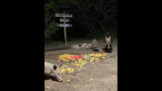 BlueIndigoTrails TEXAS CRITTERS LIVE 82F Early!