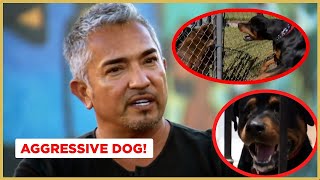 An Aggressive And Attacking Rottweiler Cesar 911