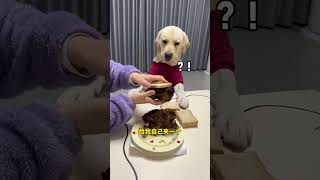 Gouzi: Can you go any further? Fantastic Beasts on Douyin Cute Pet Debut Plan Douyin Animal Pictur