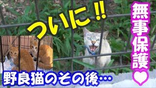 野良猫が子猫を連れて現れた。保護大作戦！【その８】Stray cat