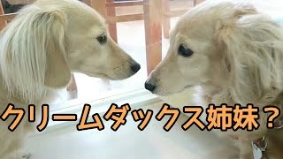 クリームダックス姉妹ですか？ ★24時間対応★犬の保育園　12月1日