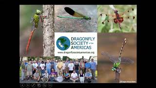Introduction to Dragonflies and Damselflies Webinar