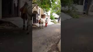 Jagadodharana ( Raga KAAPI) . Played by Nadaswaram  street artist . Name .Narayanan.  Bangalore.