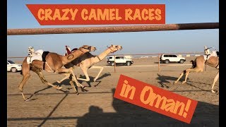 Crazy camel race in Oman on Masirah Island