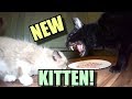 Talking Kitty Cat - Meet The New Kitten! Talking Kitty Cat - Meet The New Kitten!