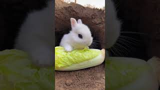 Little Rabbit Stealing Cabbage🐇