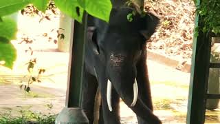 පින්නවලින් දෙහිවල zoo එකට ගෙනාපු කඩොල් ඇතා😍❤️ The tusker brought to Dehiwala zoo