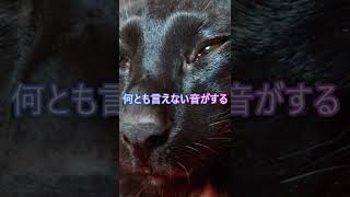 ねこがカエルのおもちゃでビビるのか！！！