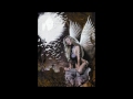 Die Form - Amnestic Desorder (Art Prermier of Tony Mauro)