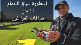 اكثر هوات الحمام الزاجل تتويجا في سباقات الطويل الممتاز ,سباقات الاثارة و النفس الطويل  فرجة ممتعة