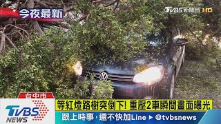 等紅燈路樹突倒下！　重壓2車瞬間畫面曝光