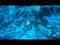 honeymoon in embudu village maldive snorkeling freedive and scubadiving gopro hd