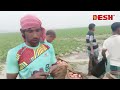 বন্যা যখন আশীর্বাদ teesta river lalmonirhat desh tv