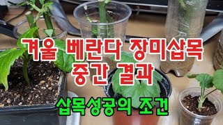 #옥전농부 #겨울 베란다 장미삽목 55일 #삽목성공의 조건