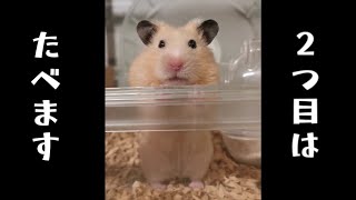 2つ目のサクサク豆腐はその場で食べるハムスターごんちゃん Gon eats only second one. #Shorts かわいいハムスター cute hamster