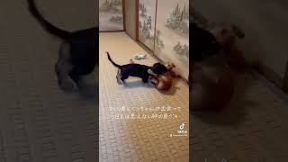 仲良しの二人 #犬 #shorts